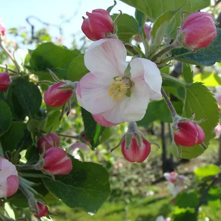 Holiday home Aan Het Singelhof - Bellefleur*** Met Sunshower En Tuin
